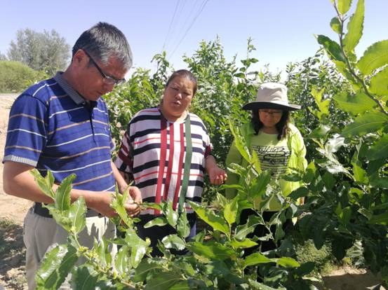 47团查看枣瘿蚊危害