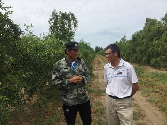 王新建教授与艾麦尔江加收讨论红枣种植技术