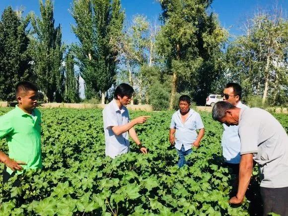 乡村稼穑情振兴中国梦塔里木大学农科学子团场行3