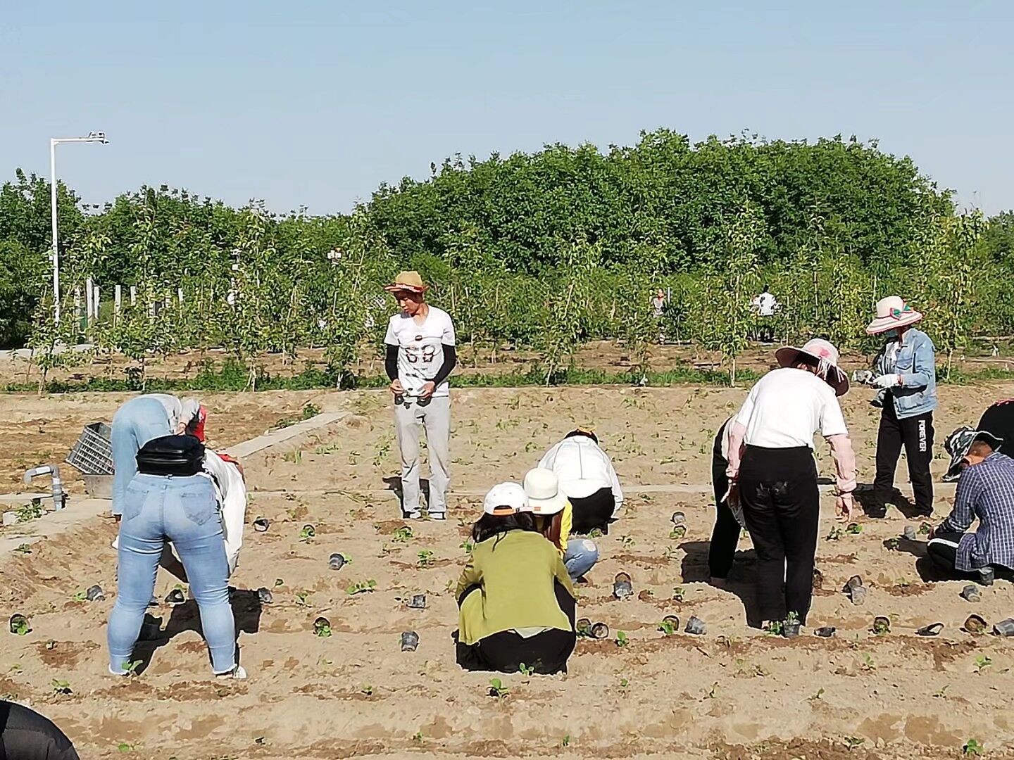 蔬菜定植